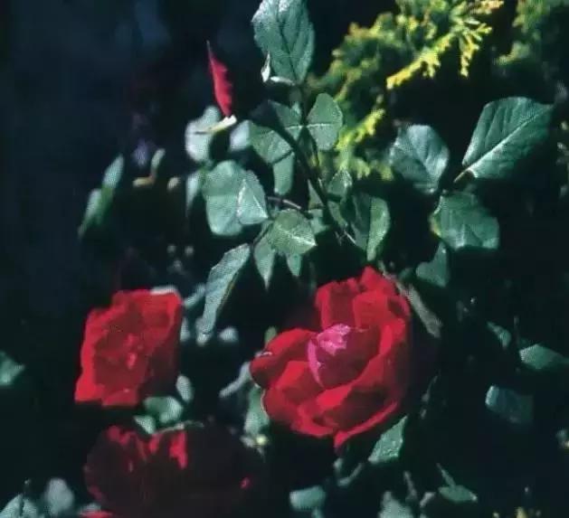 30年前沈阳老照片中街,沈阳市80年代的老照片