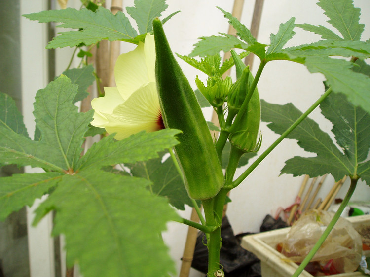 秋葵为什么有这么多人喜欢吃,秋葵为什么很多人不喜欢吃