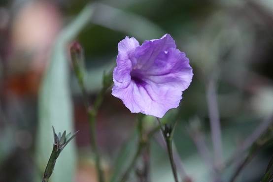 索尼一机走天下镜头,索尼一镜走天下18-135怎么样
