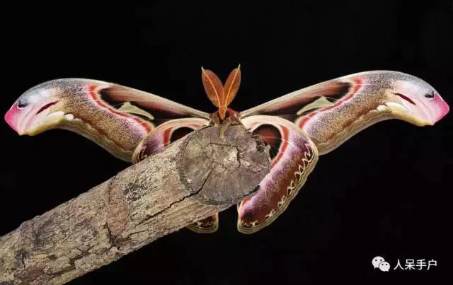 幺蛾子介绍,蛾子的宝宝