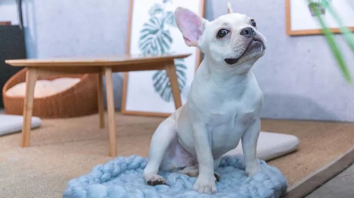 羊绒羊毛针织毯,手织羊绒毯