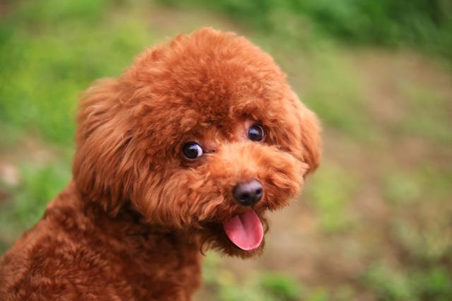 关于泰迪犬的冷知识,泰迪狗冬天如何保暖呢视频