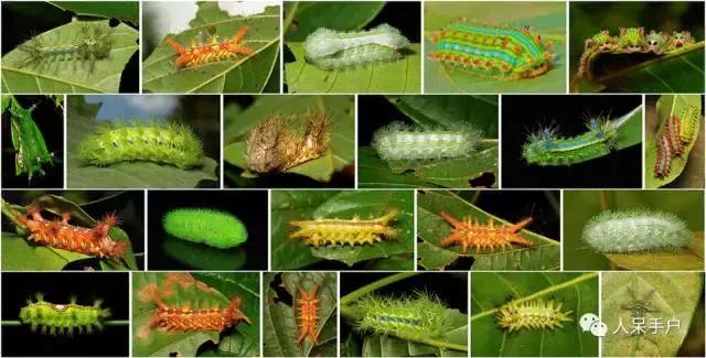 幺蛾子介绍,蛾子的宝宝