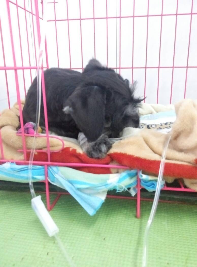 雪纳瑞得了细小什么症状,雪纳瑞细小治愈后能洗澡吗