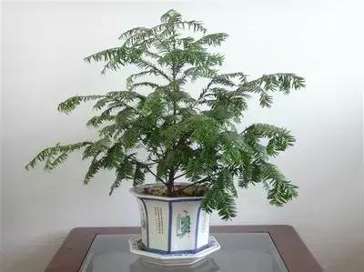 红豆杉盆栽如何介绍,红豆杉盆景教程