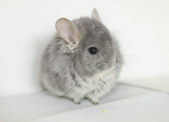 龙猫喂养最好的方法,龙猫喂养的正确方式