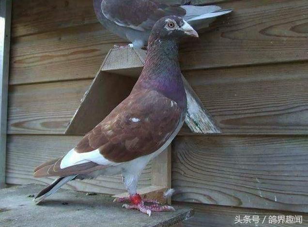 自己养鸽子有必要养信鸽吗,养信鸽好还是赛鸽好