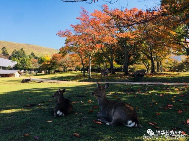 去日本必读的100个旅游小贴士,去日本值得收藏的东西