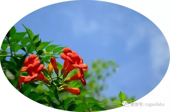 中国宜居长寿城市,美丽的如皋长寿之乡