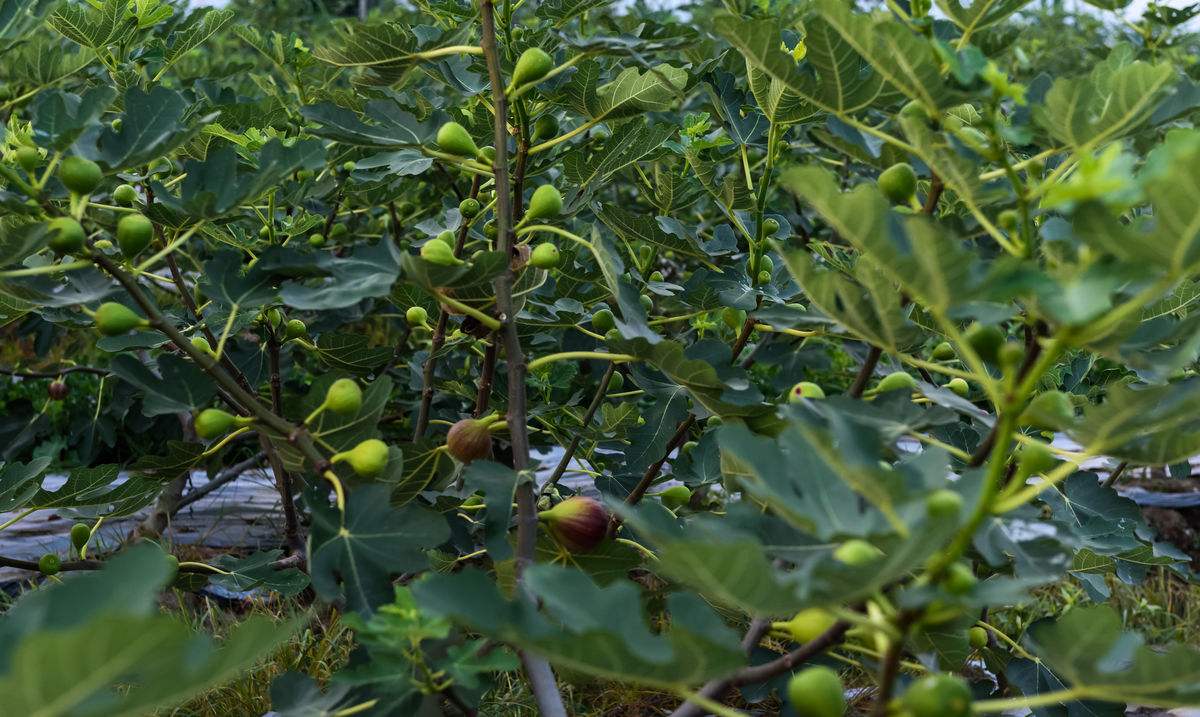 无花果的正确打包方法和储存方法,无花果储存和销路