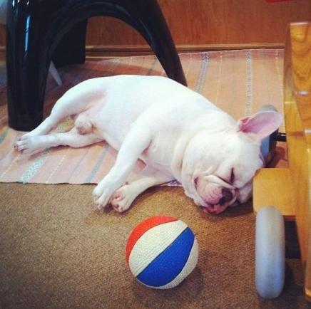 汪也需要减肥！法牛君：要么瘦！要么要么……铲屎的我零食放哪儿了