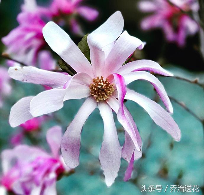 祖玛珑香水星花木兰,祖马龙花木兰香氛