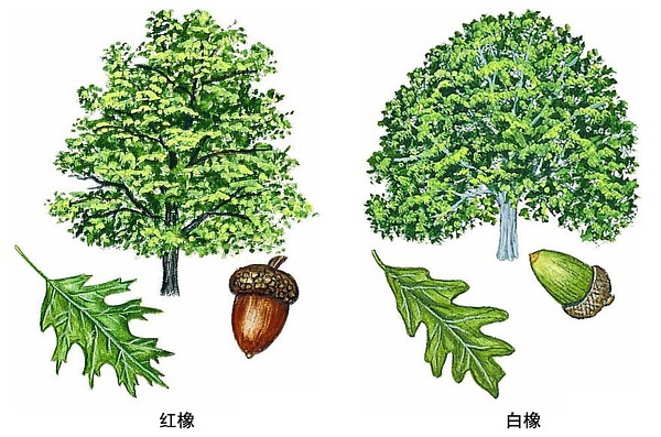 白橡木和红橡木白蜡木哪个好,红橡木和白橡木的价格对比