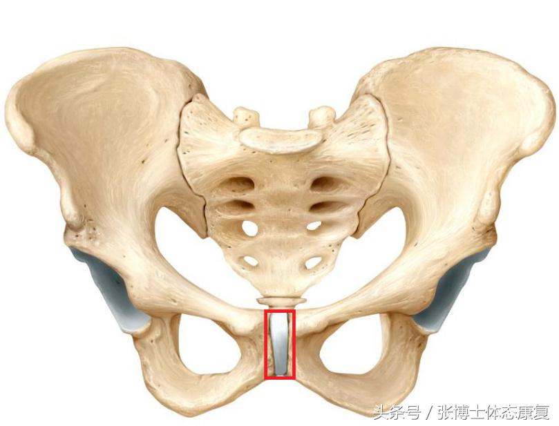 运动耻骨痛吃什么药,孕期运动操缓解盆骨疼
