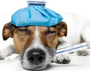 细小和犬瘟怎么传染的,细小犬瘟会传染给人吗