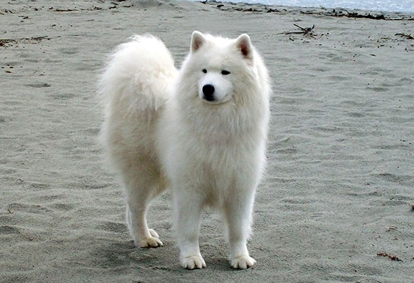 每日一读动物,每日一读狗狗品种博美