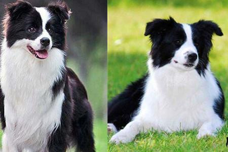 犬种边境牧羊犬,犬界智商扛把子边境牧羊犬