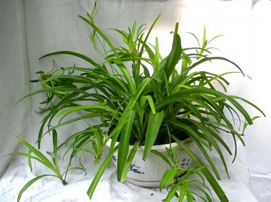 甲醛最怕哪三个克星,甲醛最怕的4个小妙招