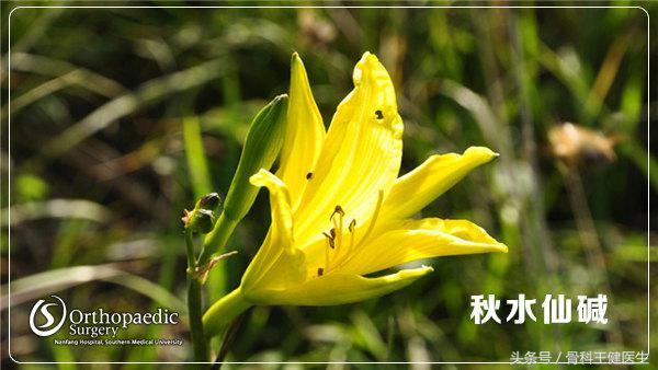 痛风是什么症状尿酸462是痛风吗,痛风的症状及治疗方法吃什么药