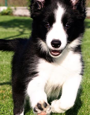 犬种边境牧羊犬,犬界智商扛把子边境牧羊犬