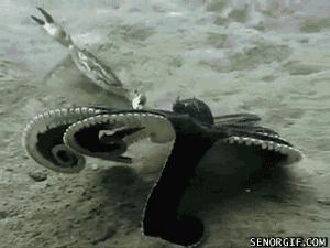 蔑视中心法则的章鱼,章鱼哥智商逆天