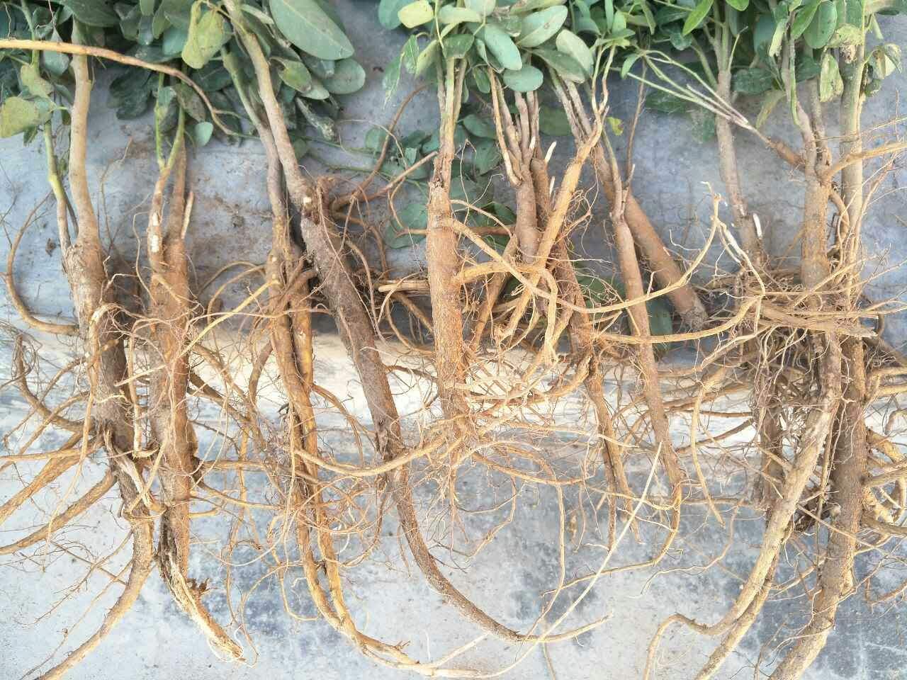 鑻﹀弬浜哄弬鍖哄埆,澶у璁よ瘑閲庣敓妞嶇墿