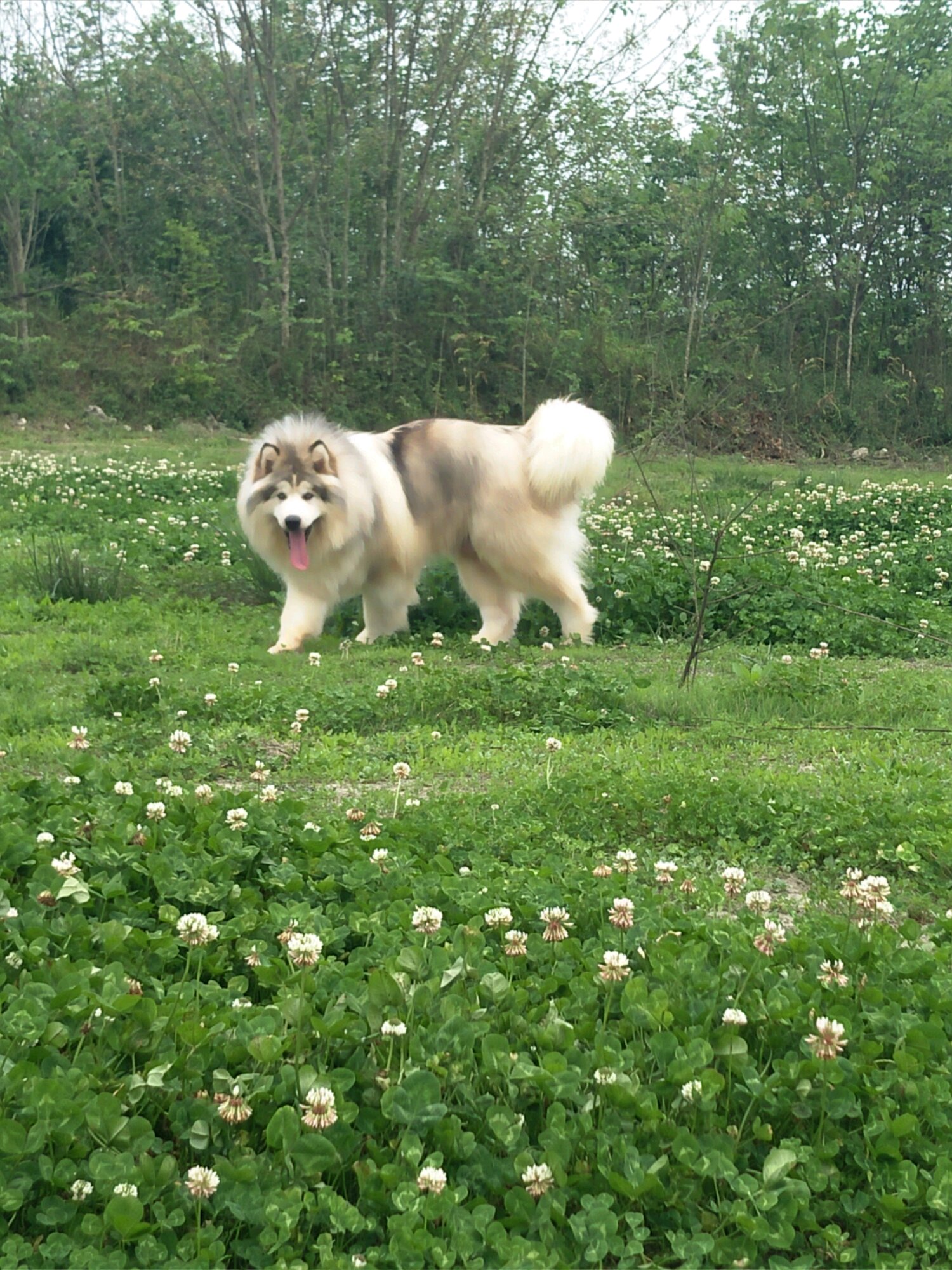 犬种百科之比熊犬,阿拉斯加犬是哪个国家的犬种