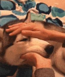 狗狗喜欢睡床,狗狗喜欢睡床边什么意思