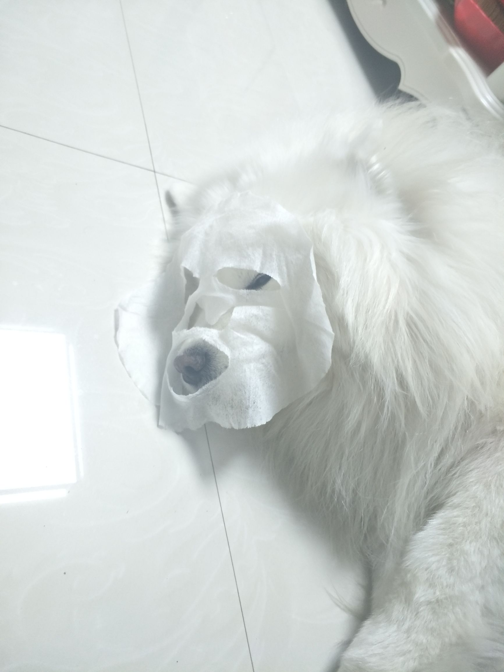 面膜贴过了舍不得扔？没关系，别浪费赏给家里的狗子吧！