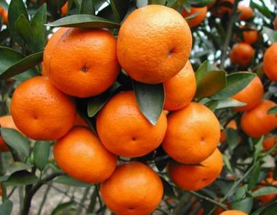 来肇庆端州旅游去哪玩,去肇庆市旅游带什么手信