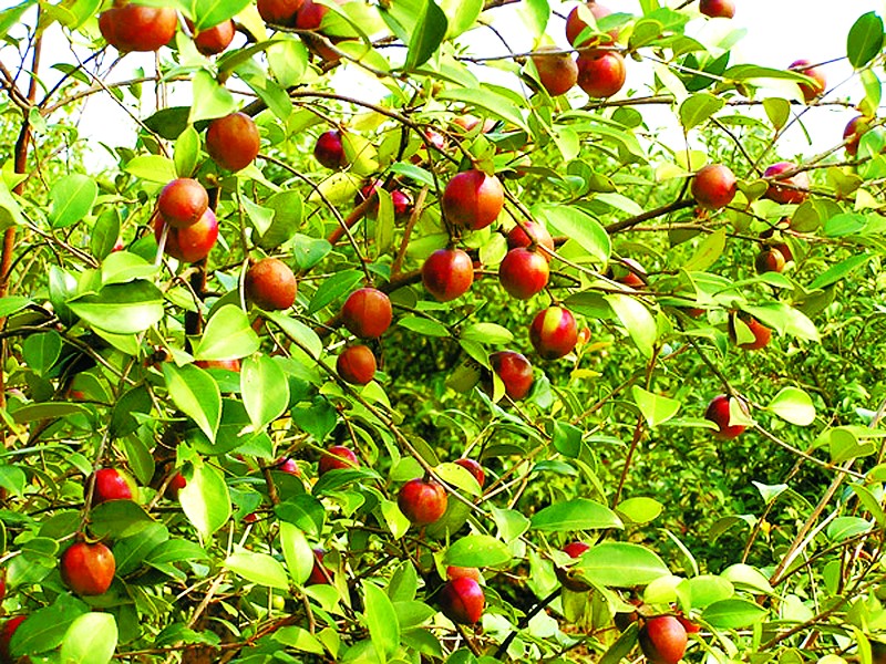来肇庆端州旅游去哪玩,去肇庆市旅游带什么手信