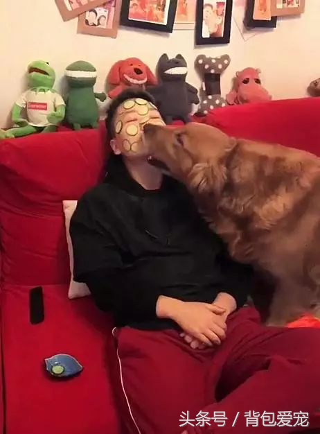 狗与面膜不可兼得，看到主人敷面膜...汪星人夺门而逃！