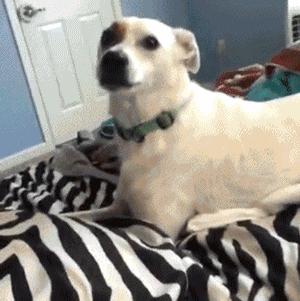 狗与面膜不可兼得，看到主人敷面膜...汪星人夺门而逃！