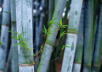 来肇庆端州旅游去哪玩,去肇庆市旅游带什么手信