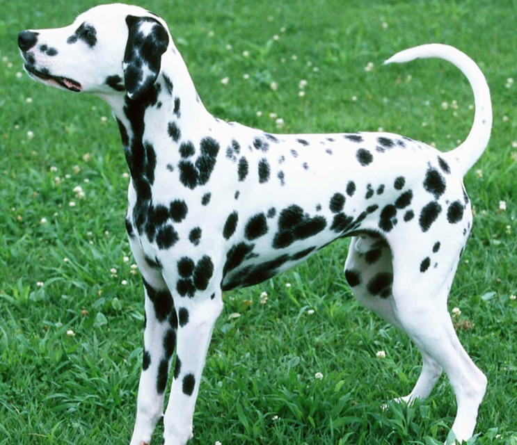 世界名犬品种介绍各多少钱,世界大型名犬高清图