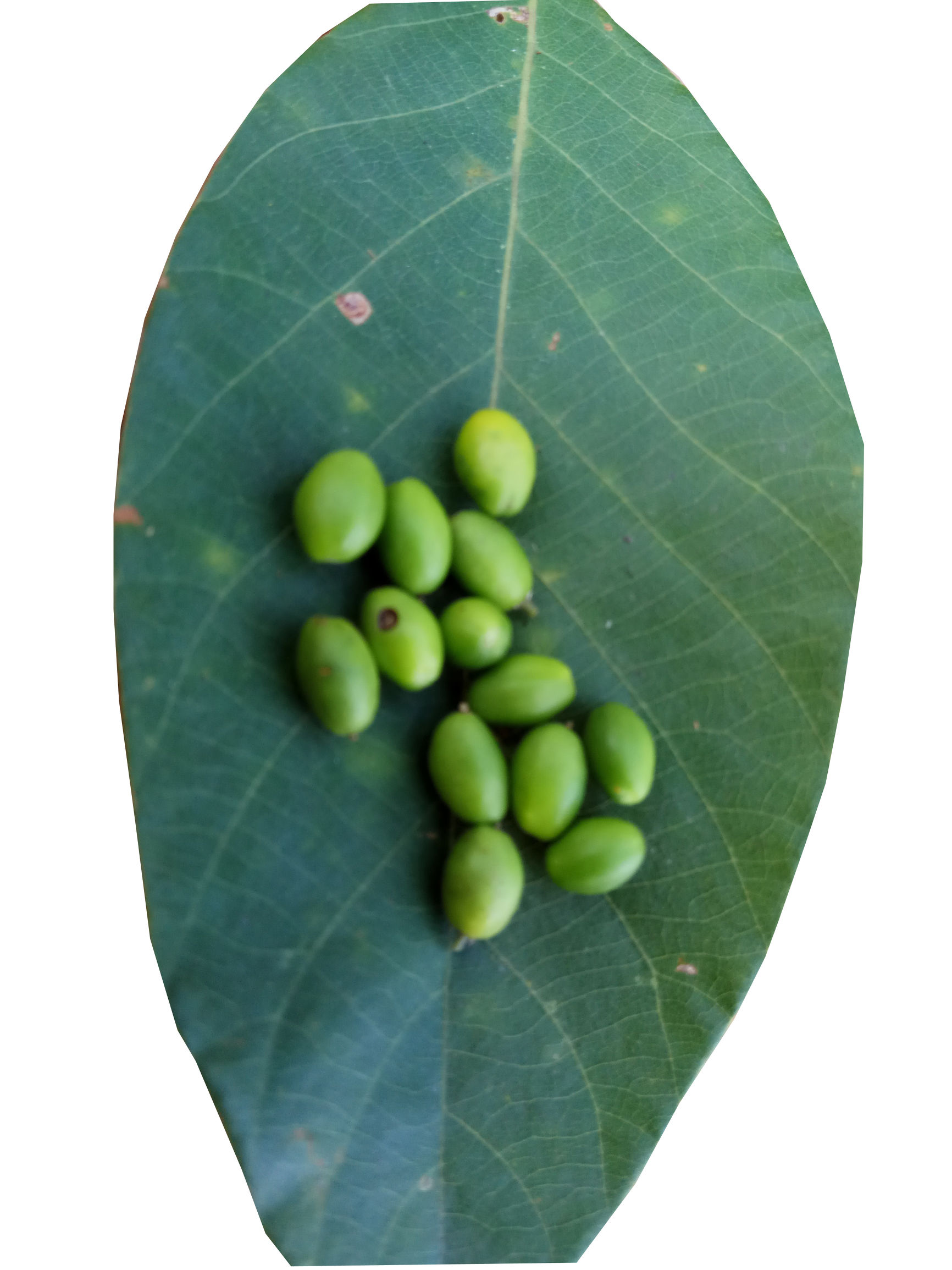 大道至简殊不知简单才是最难的,什么植物能治愈脚后跟裂开