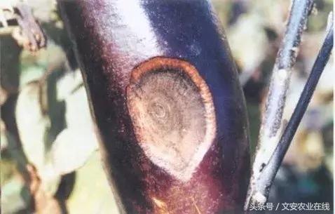 茄子的种植和管理及病虫害的防治,茄子蚜虫