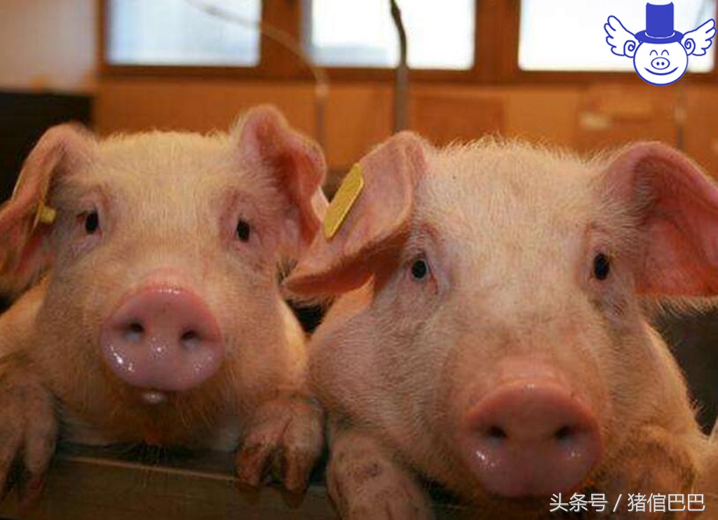 冬季到了猪咳嗽增多？所以要弄清楚猪为啥会咳嗽！