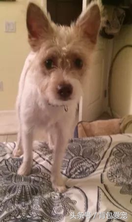 狗与面膜不可兼得，看到主人敷面膜...汪星人夺门而逃！