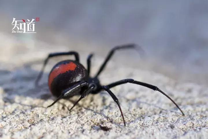 爱情是如何与死亡联系在一起的？