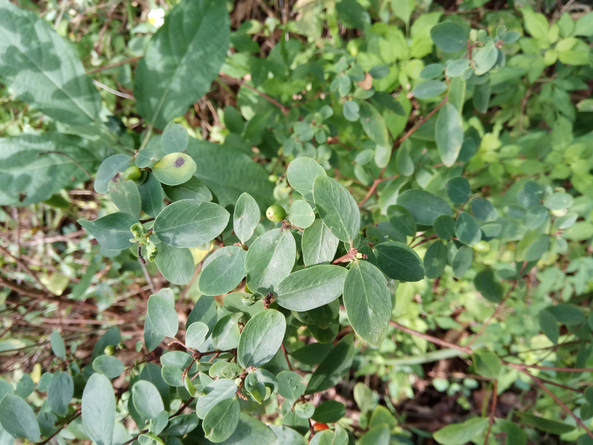 大道至简殊不知简单才是最难的,什么植物能治愈脚后跟裂开