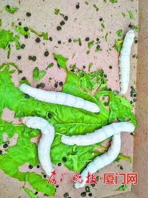 厦门桑叶分布,厦门桑叶位置图