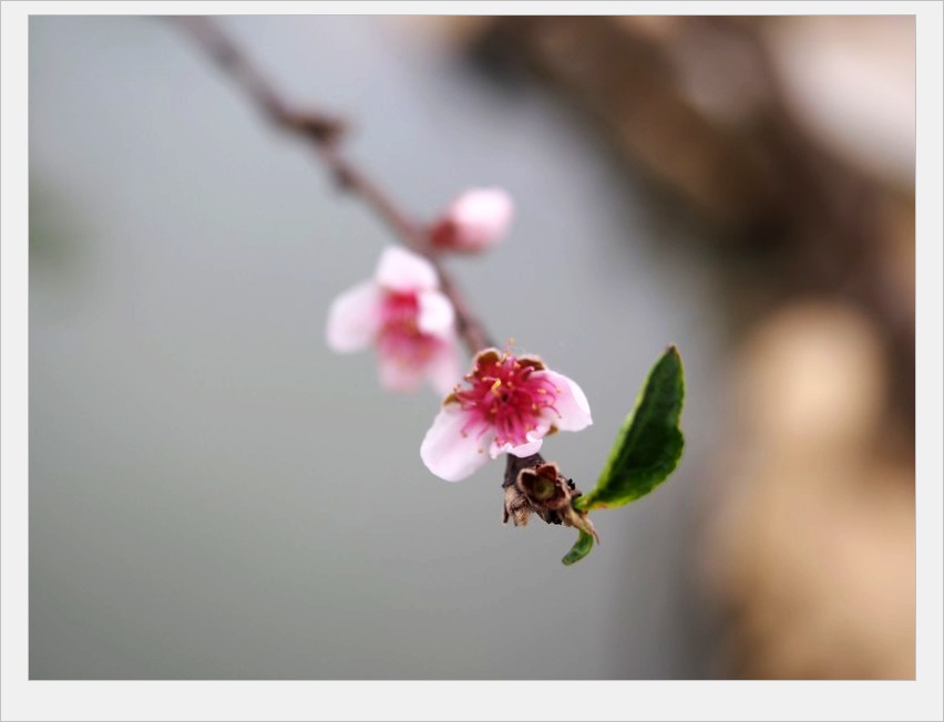 姑娘们个个都会做绣球，谁要是当这里的女婿可有福气了