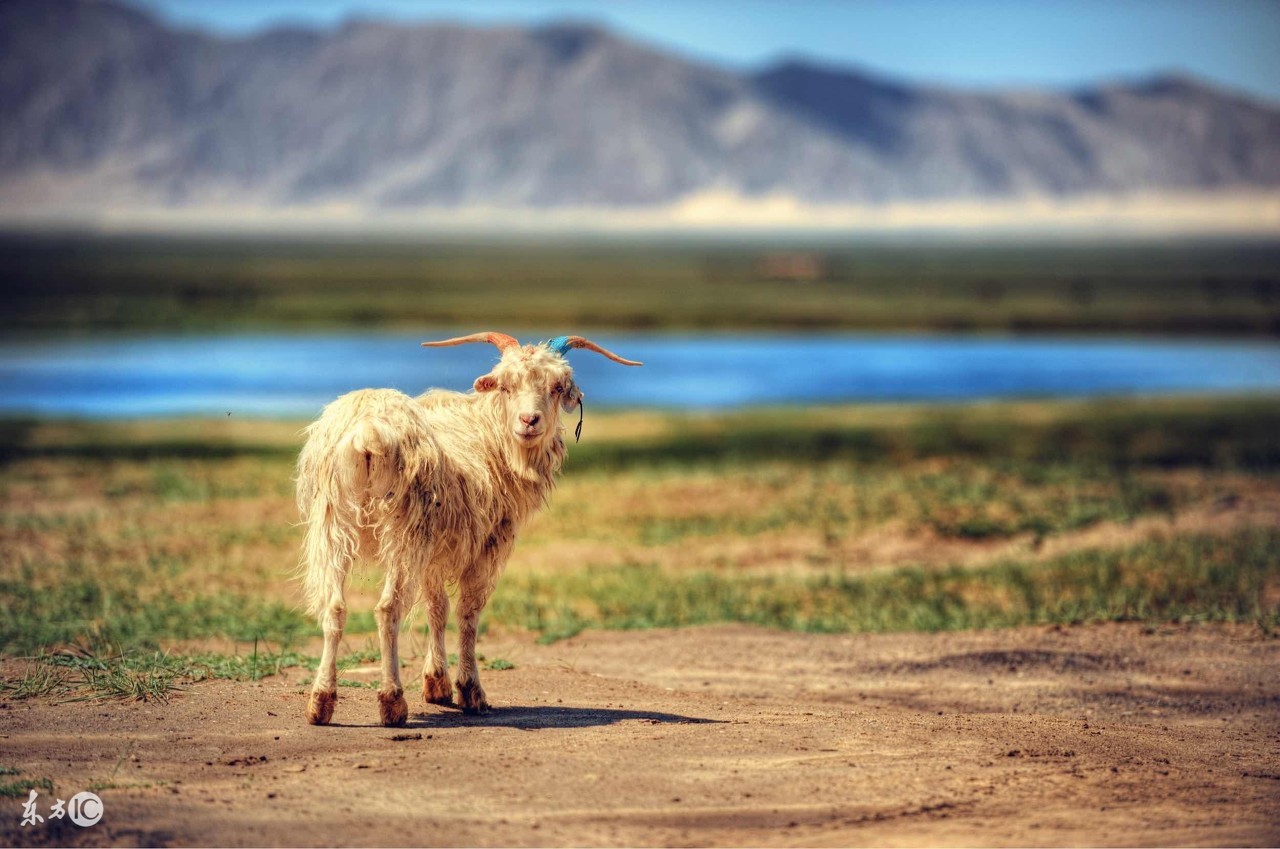 羊产后胎衣不下，病因，及治疗措施！关键时刻能救下两只羊的命！