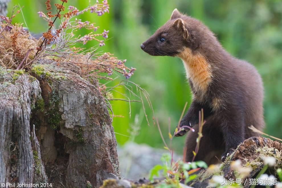 宠物貂饲养视频大全教程,宠物貂饲养的注意事项
