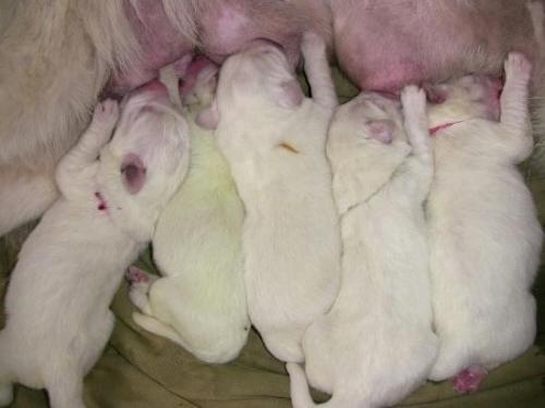 刚生出来比较弱的小狗怎么照顾,刚出生的小狗应该怎么照顾