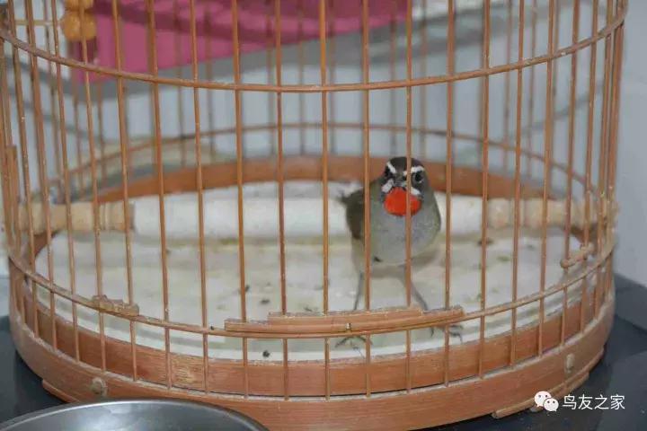 蓝点颏冬季,靛颏冬季饲养管理