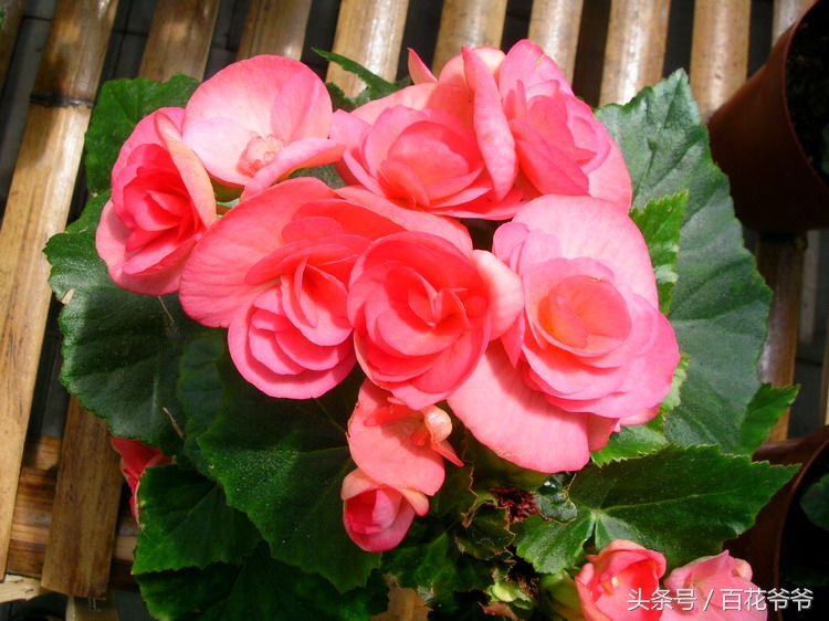 吸甲醛的盆栽植物排行榜,盆栽去甲醛最好的植物