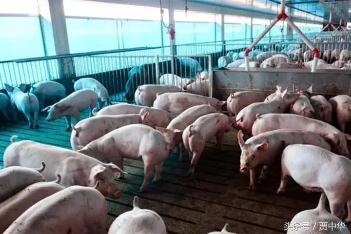 治猪病的草药,什么药能治猪的百病