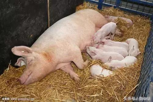 治猪病的草药,什么药能治猪的百病